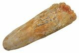 Fossil Sauropod Dinosaur (Titanosaur) Tooth - Morocco #298673-1